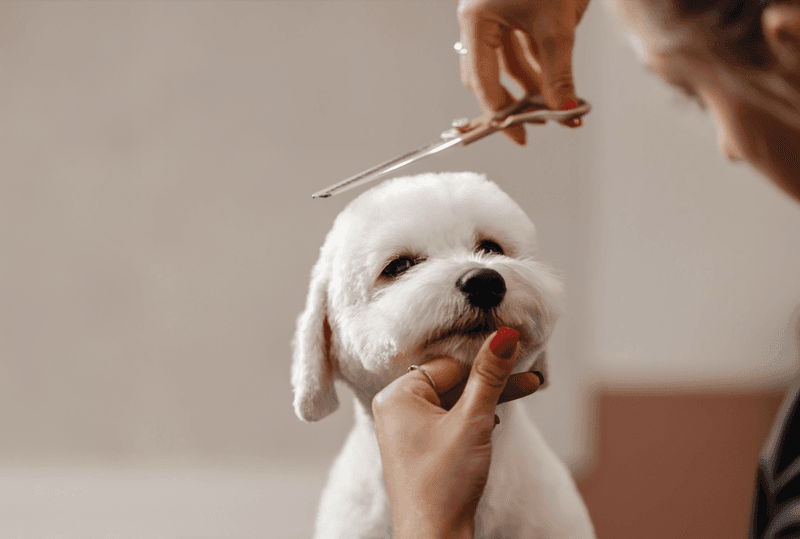 Grooming Routine