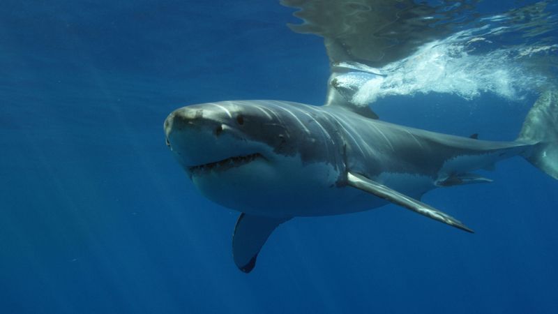 Conservation Status Of Great White Sharks