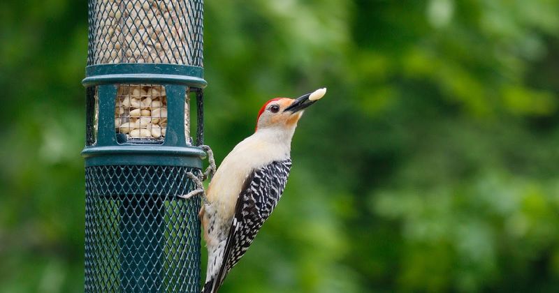 Peanuts: Great For Jays And Woodpeckers