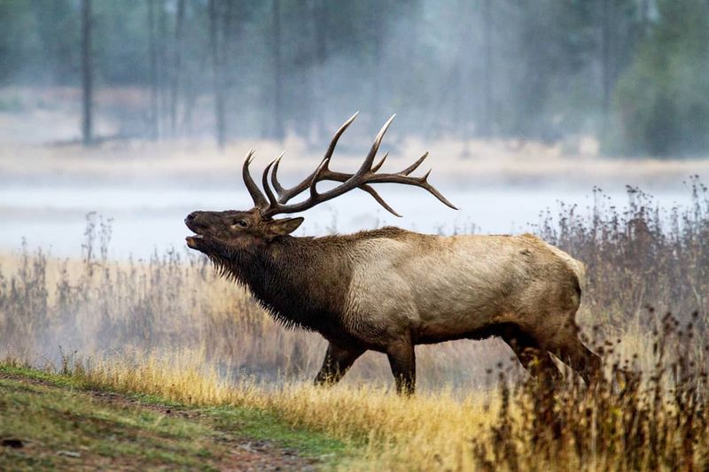 Elk – Kings Of The Mountain Meadows