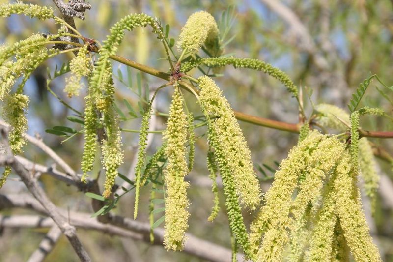 Mesquite Bean Pods