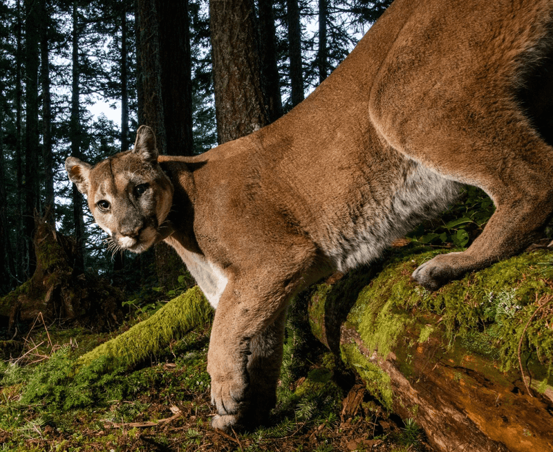 Olympic National Park, Washington