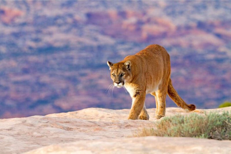 Grand Canyon's North Rim Cougar Country