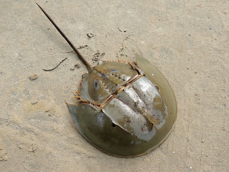 Horseshoe Crabs: Living Fossils