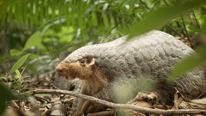 Pangolin (China)