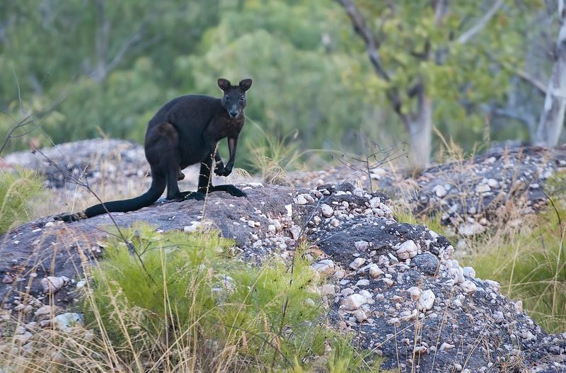 Kakadu Black Wallaroo: Australia's Mystery Marsupial
