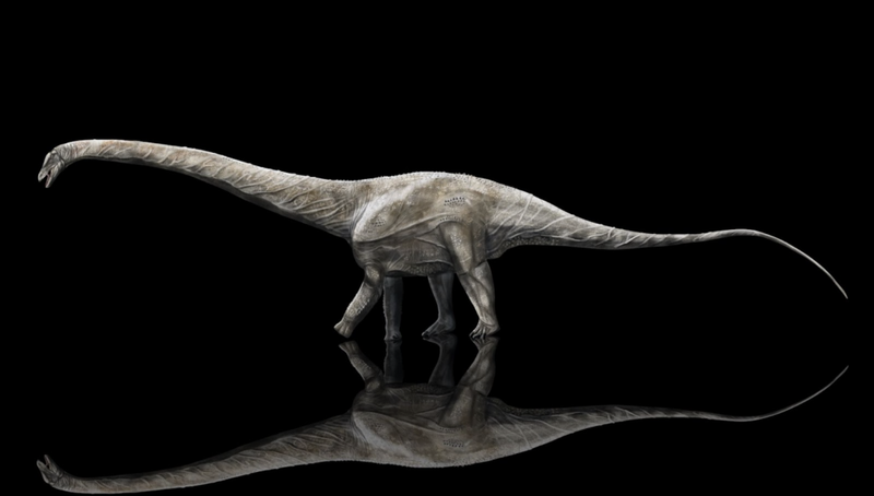 Long-Necked Wonder: Supersaurus
