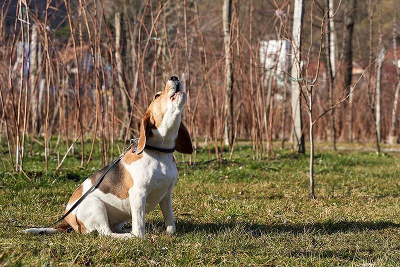 Beagles' Howls Will Test Your Neighbors' Patience