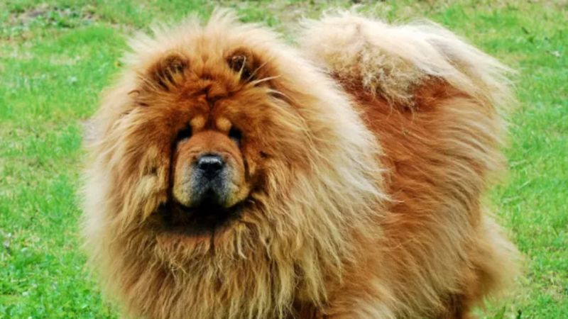 Chow Chows Can't Handle Humidity