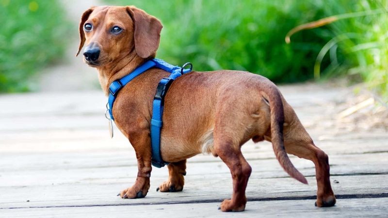 Dachshunds: Back Problems Guaranteed