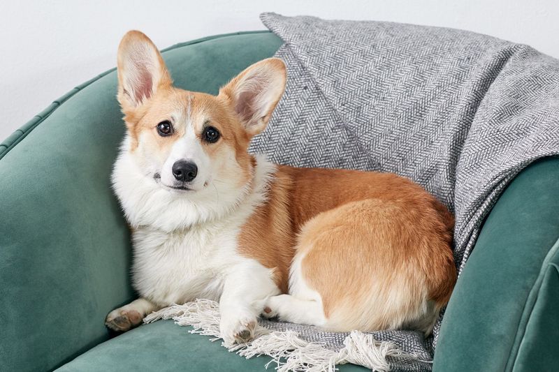 Corgis: Low-Riders With High Emotional Intelligence