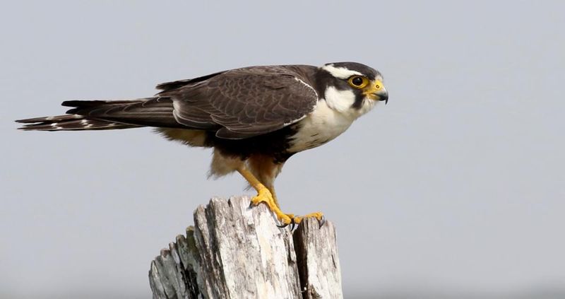 Aplomado Falcon: Tropical Elegance