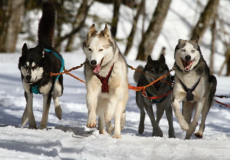 Chukchi Dog