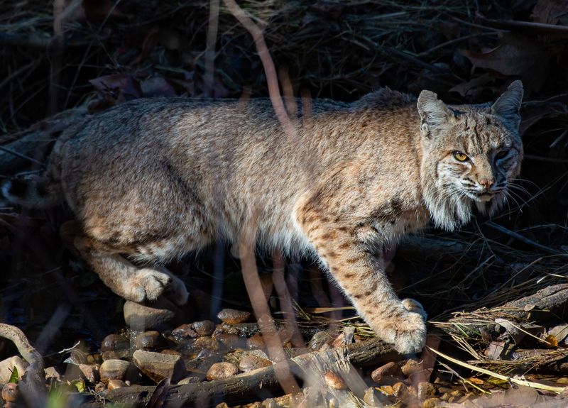 Bobcats Reclaim Their Territory