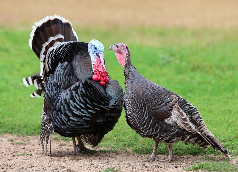 Domestic Turkey Feed Requirements