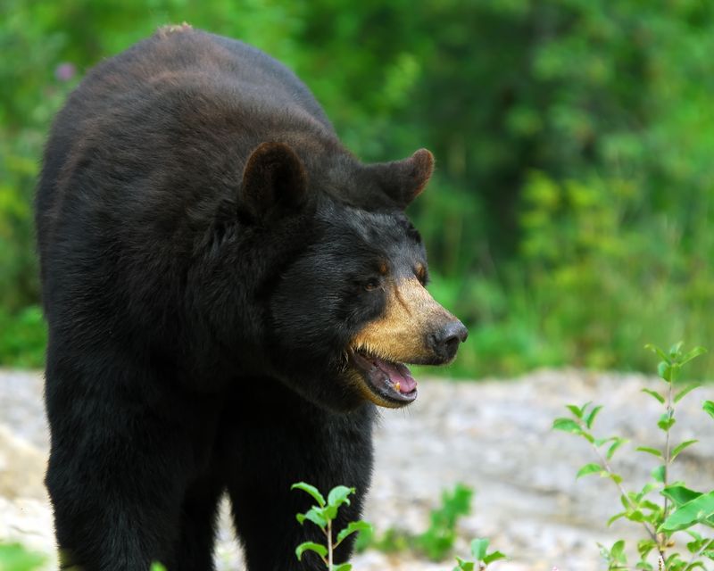 Bear
