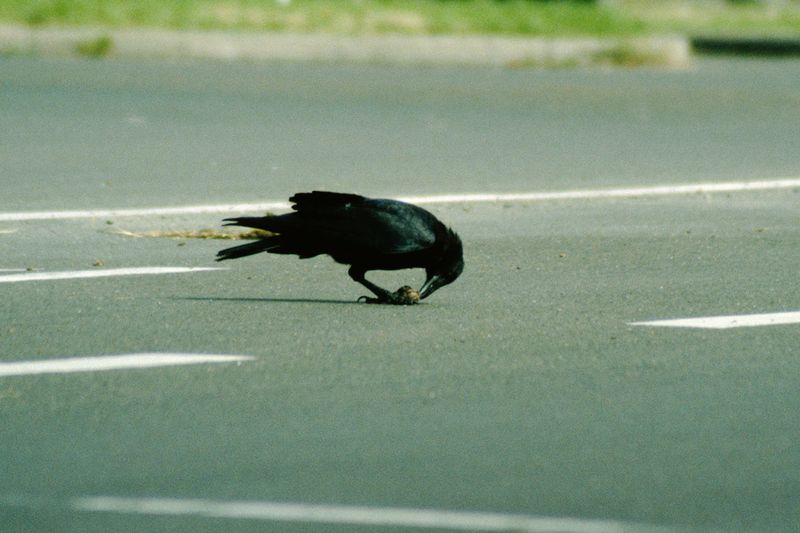 Urban Blackbirds