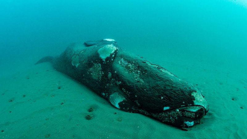 Whales