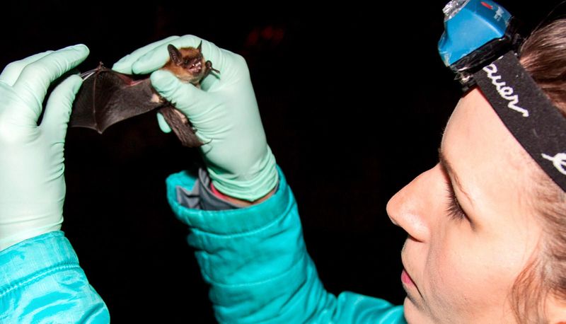Bat White-Nose Syndrome Defense