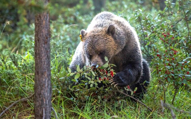 Berries