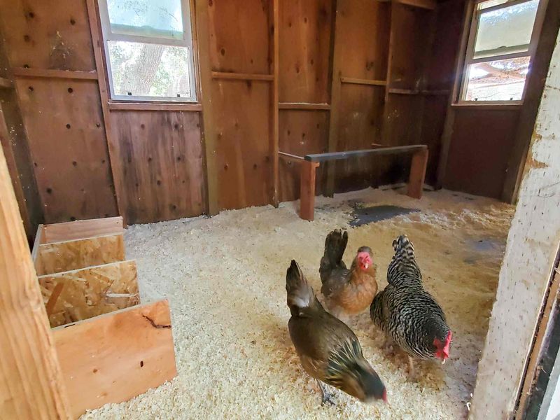 Respiratory Problems From Chicken Dust
