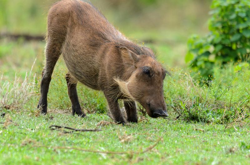 Warthogs Are Selective Grazers