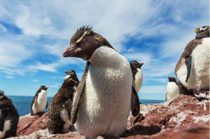 Rockhopper Penguins Live Up To Their Name