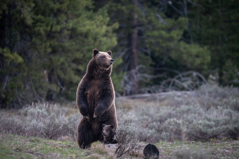 Grizzly Bear