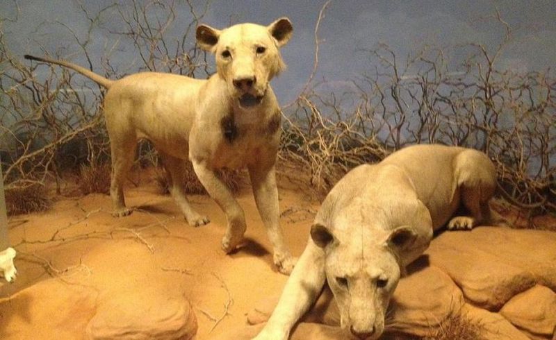 Man-Eating Lions: The Tsavo Terrors