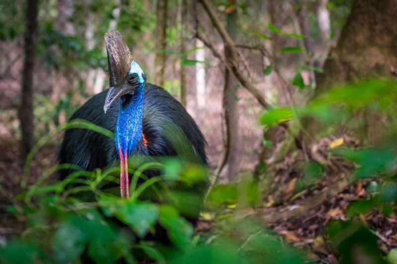 Cassowary