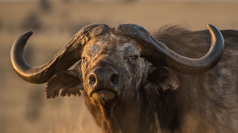 Cape Buffalo: Africa's Widow Maker