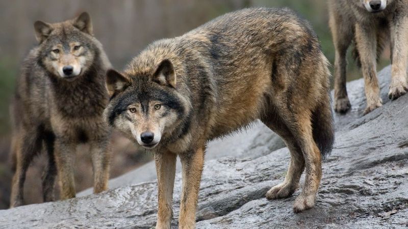 Wolves Of Kirov: The Human Specialists