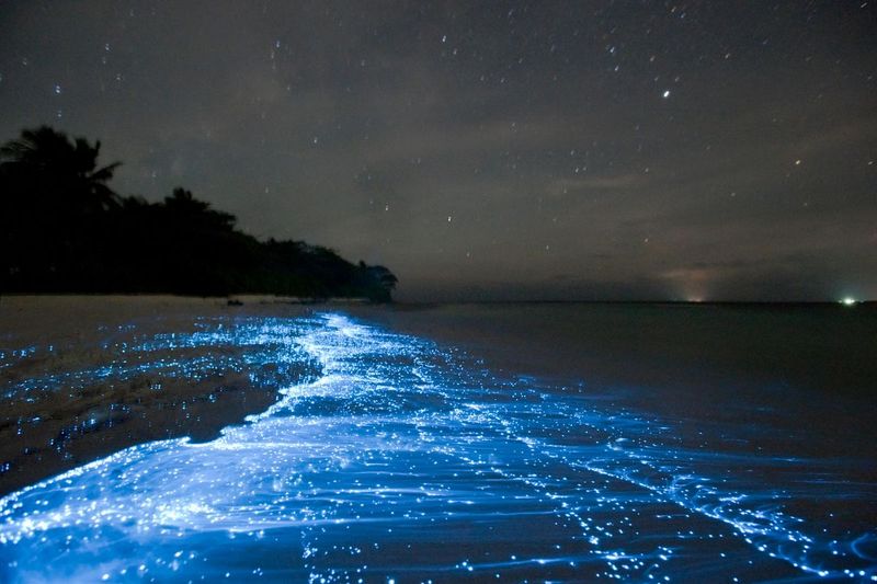 Bioluminescent Plankton: The Burning Sea