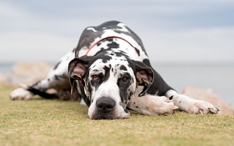 Great Danes: Gentle Giants With Surprising Sound Fears