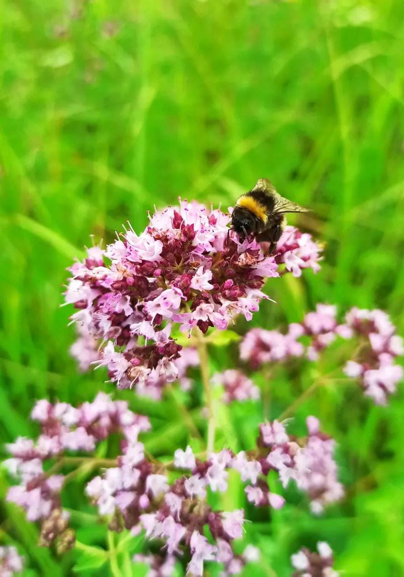 Oregano: Herb with Hidden Benefits