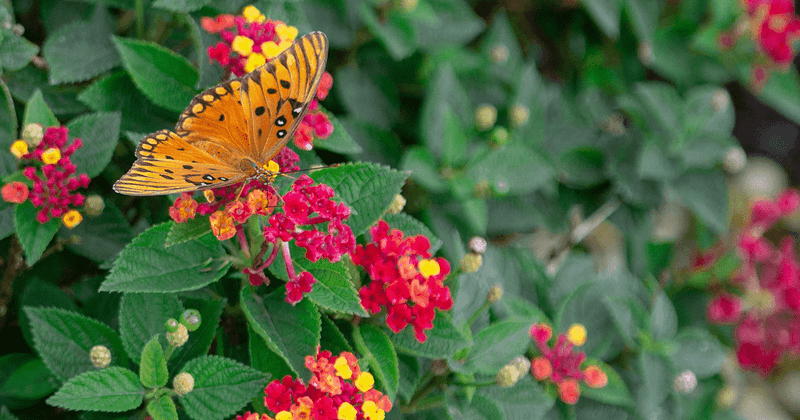 Lantana