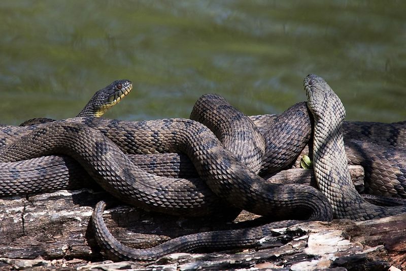 Toledo Bend's Slithering Shorelines