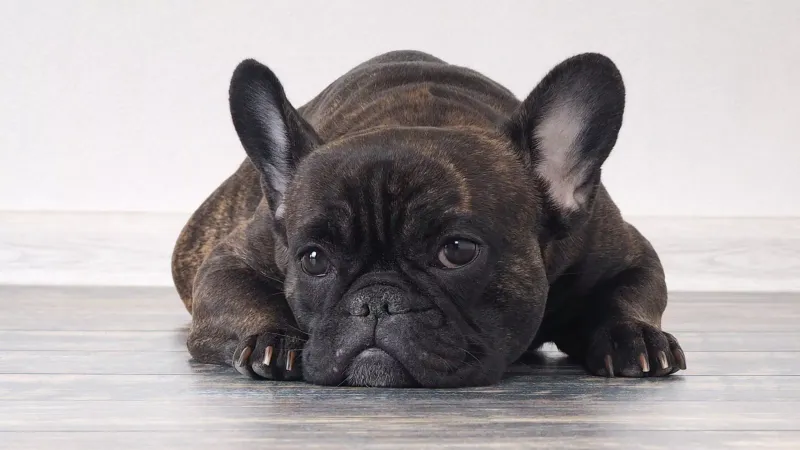 French Bulldog: Designer Dog, Designer Problems