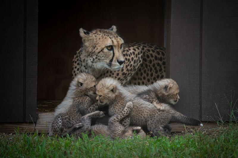 Columbus Zoo's Incredible Collection