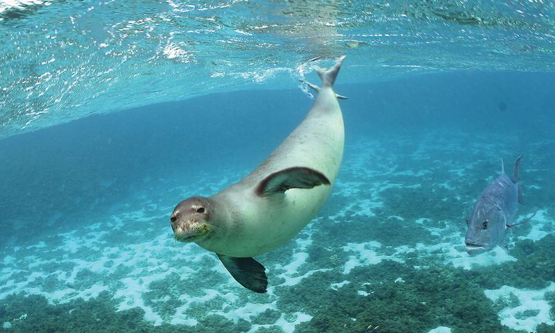 Hawaiian Monk Seal