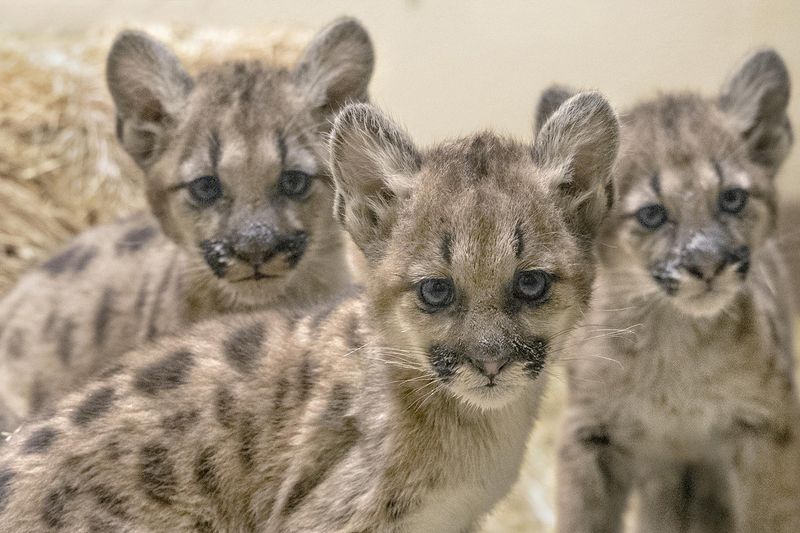 Zoo Adoption Programs