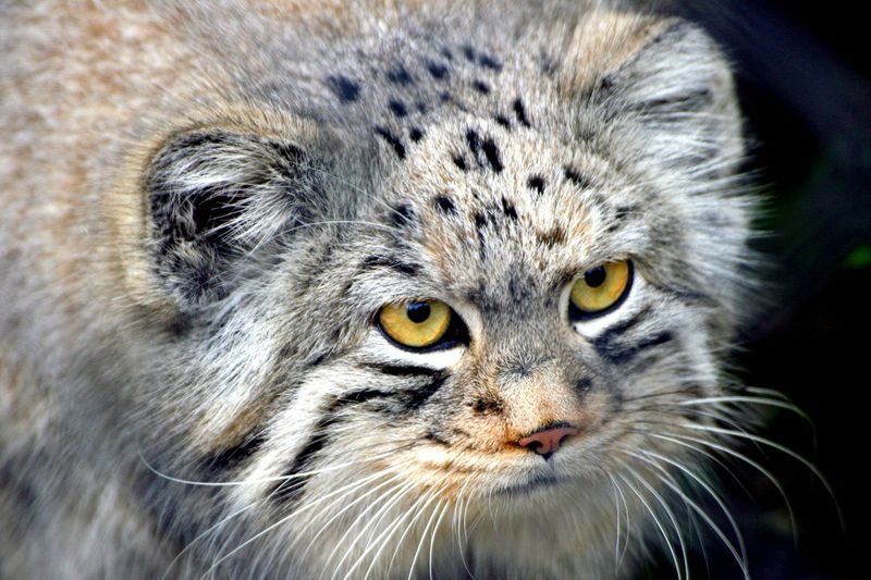 Pallas's Cat
