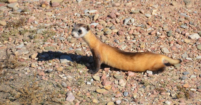 Black-Footed Ferret