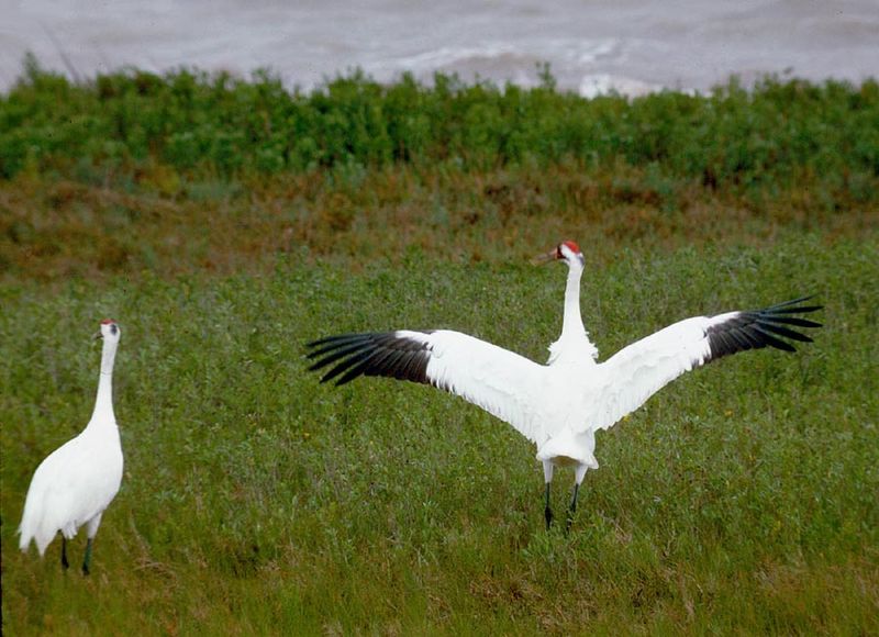 Whooping Crane