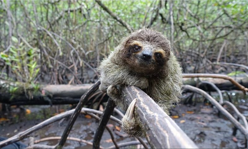 Pygmy Three-Toed Sloth