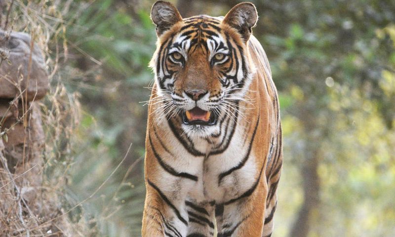 South China Tiger: Possibly Already Gone