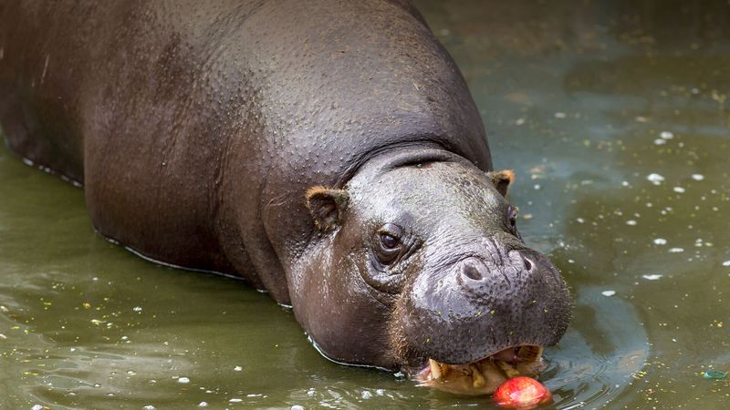 Pygmy Hippopotamus