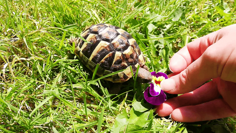 Tortoises