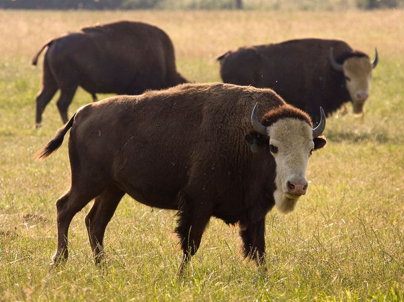 Beefalo (Cow + American Bison)