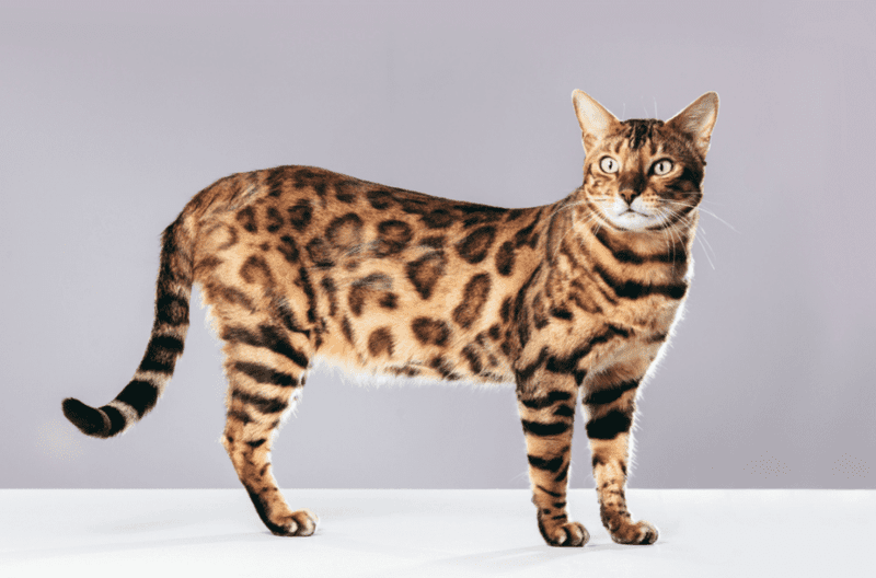 Bengal Cat (F1-F3 Generation)
